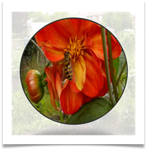 CS Allotment 5 - Carol Sparkes